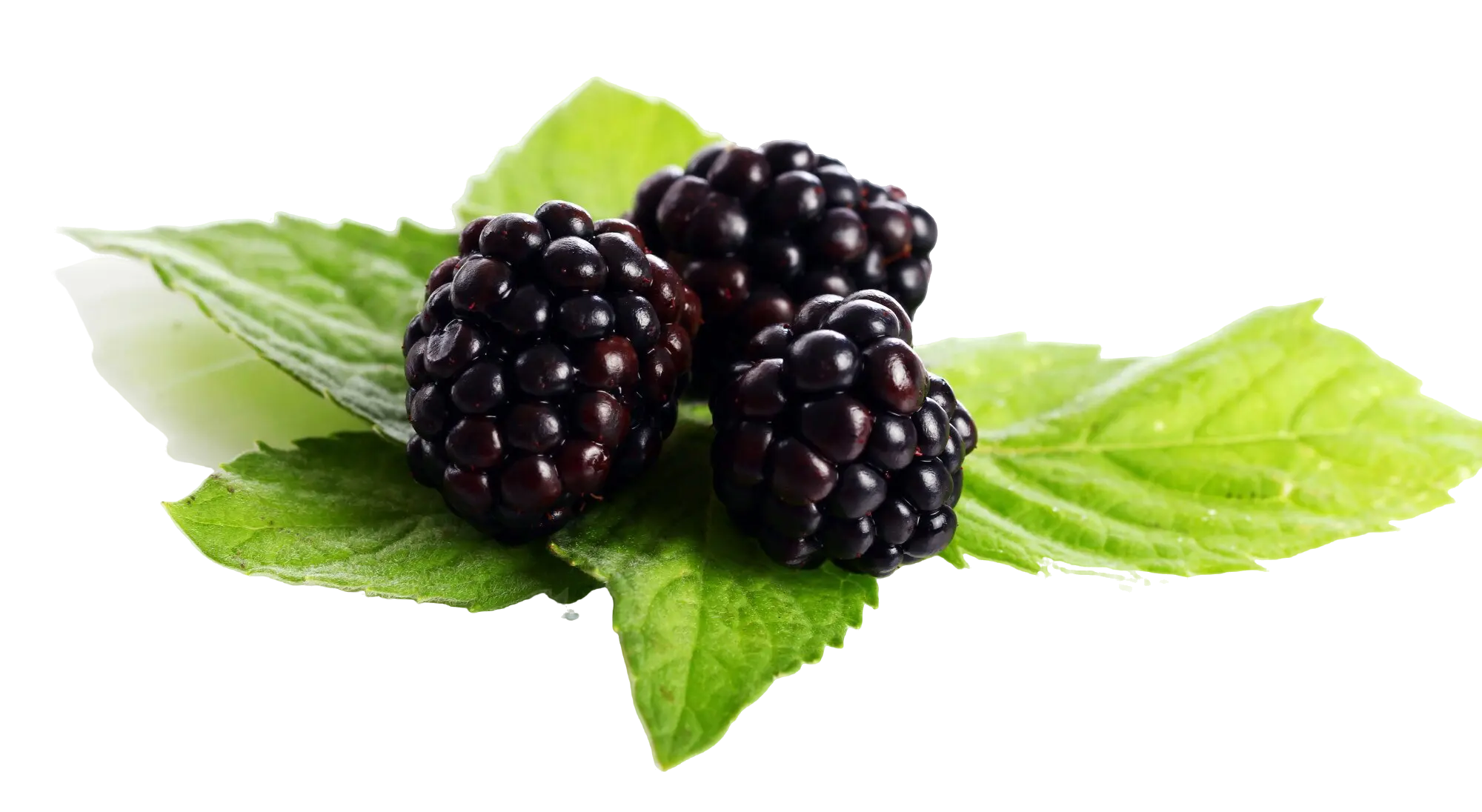 Boysenberry