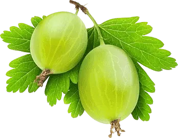 Cape Gooseberry