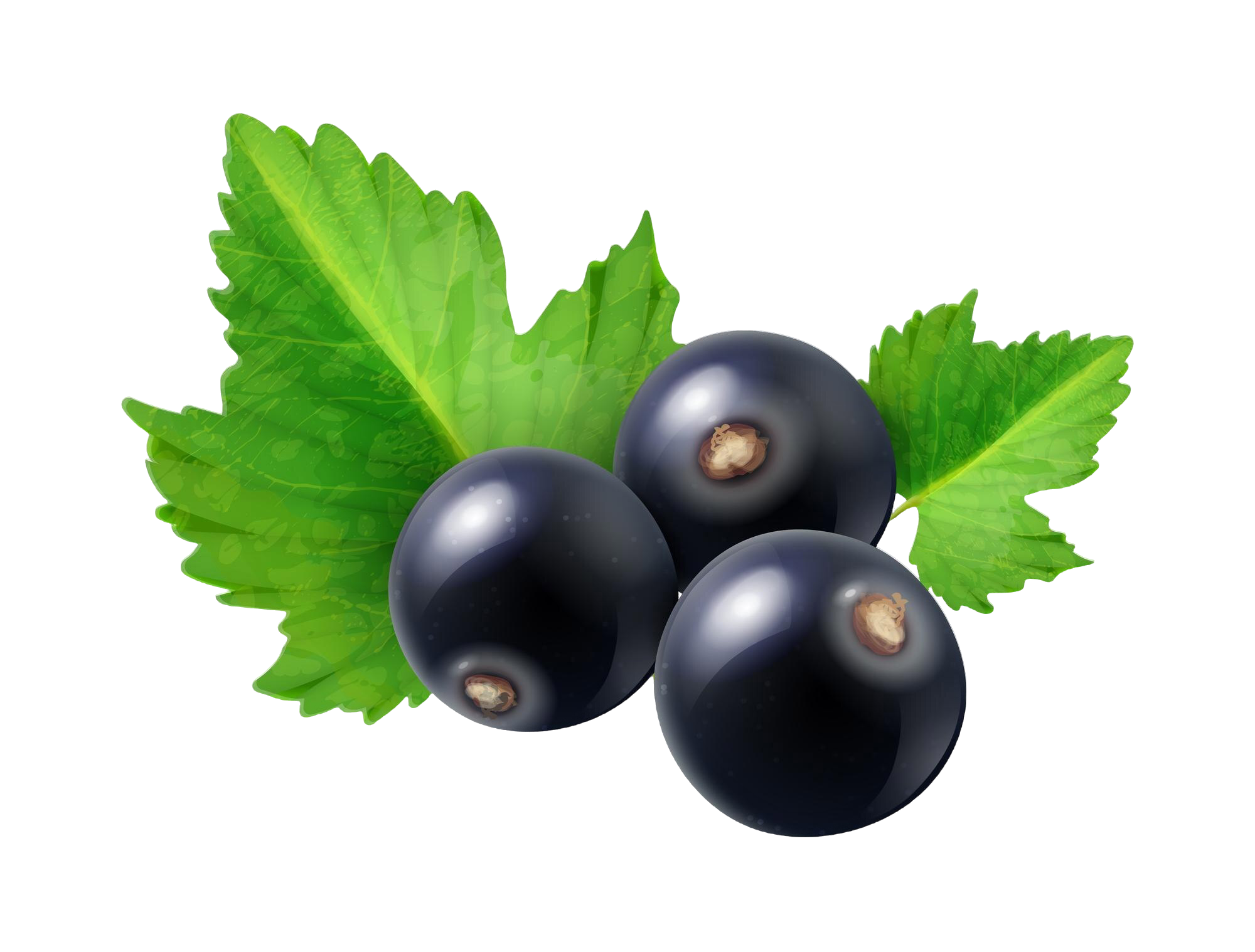 Elderberry