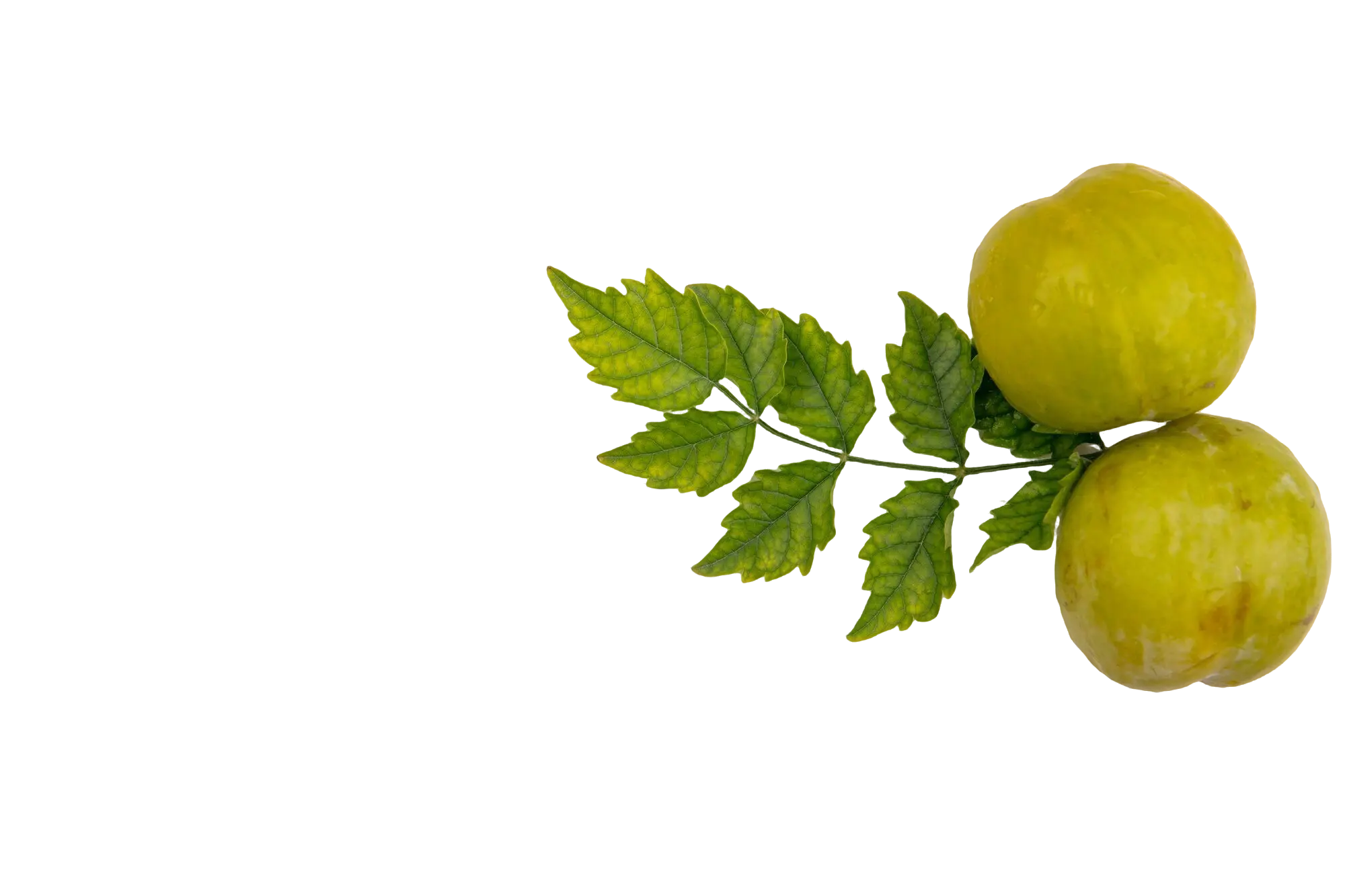 Indian Gooseberry