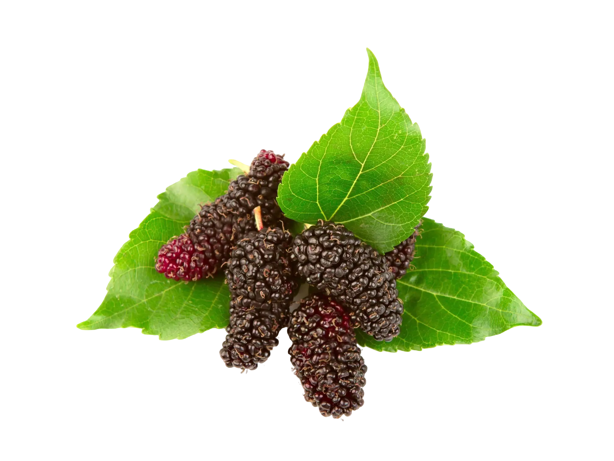 Mulberry