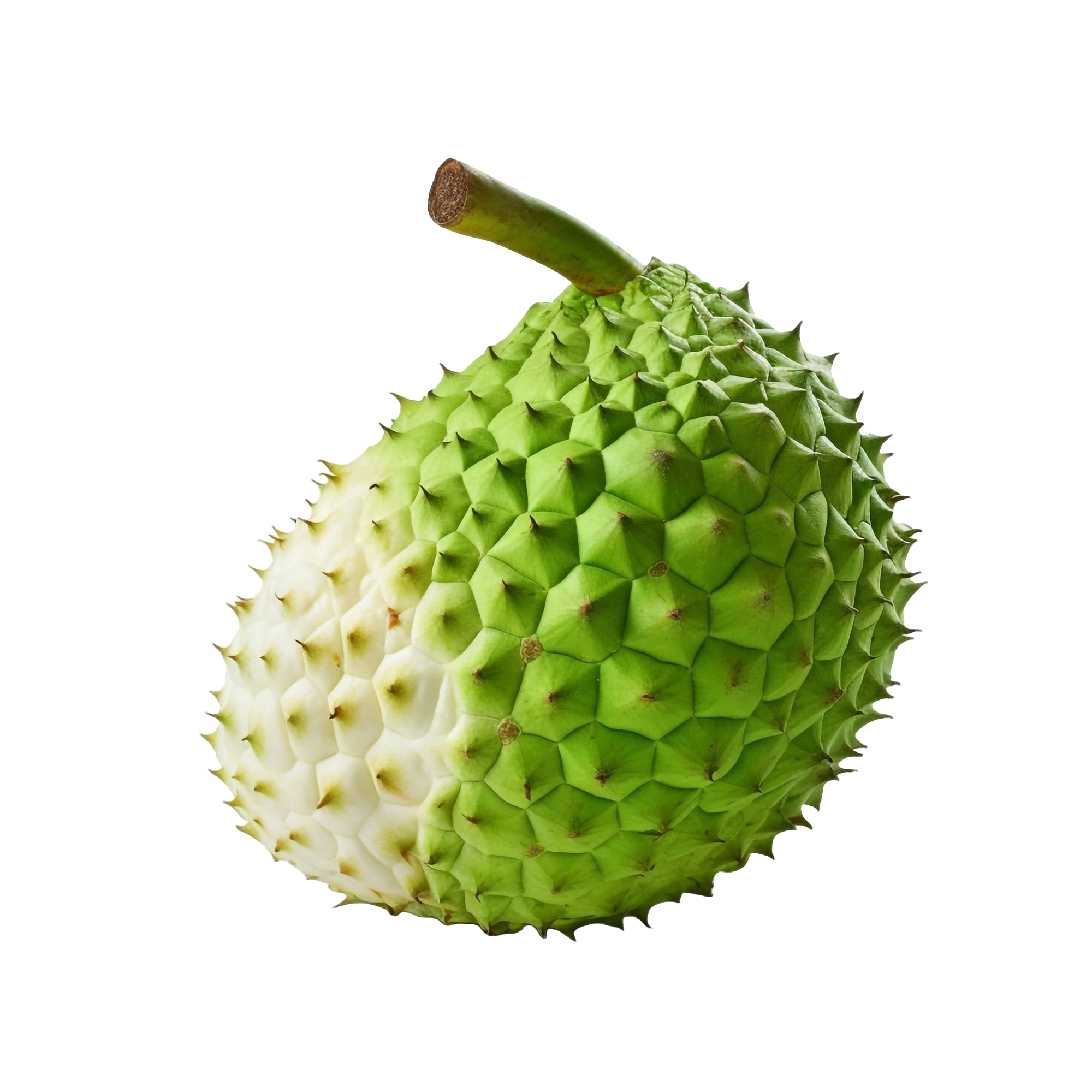 Breadfruit