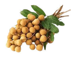 Longan