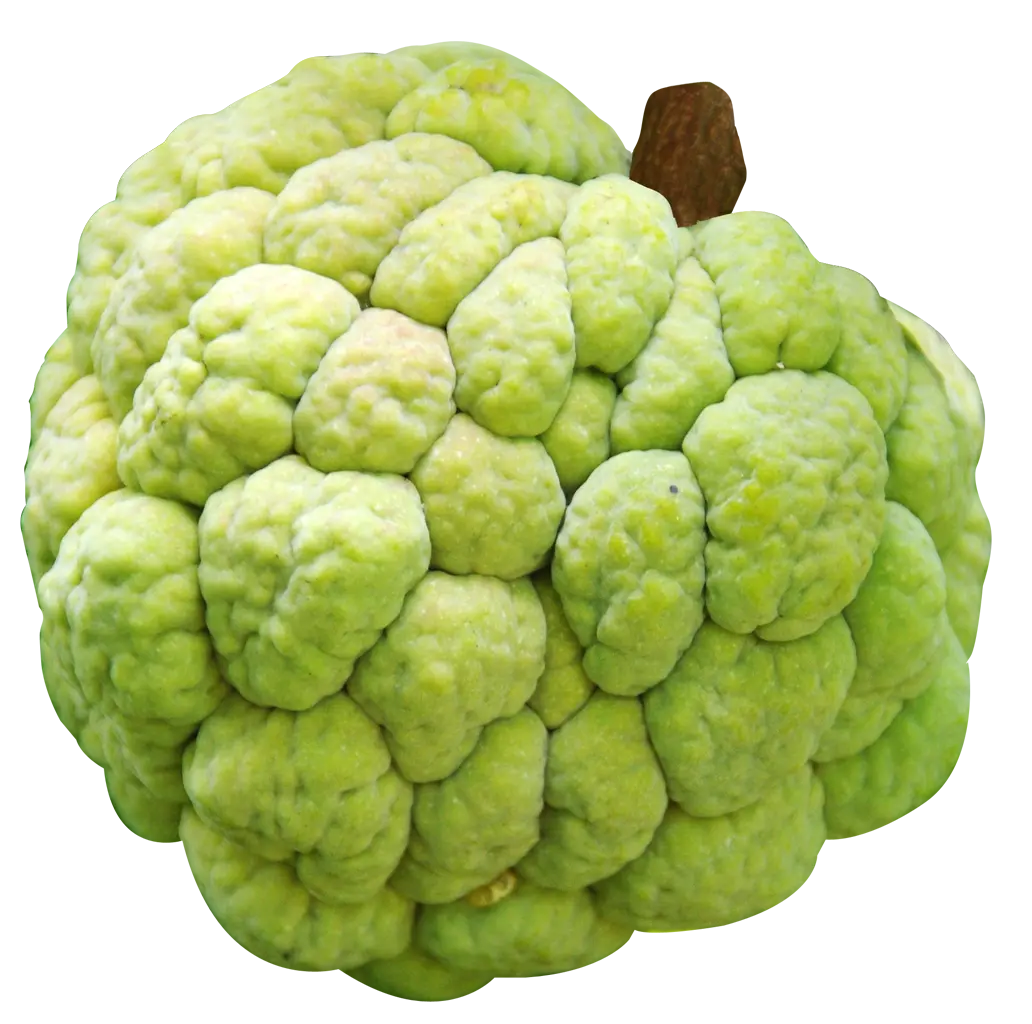 Sugar Apple